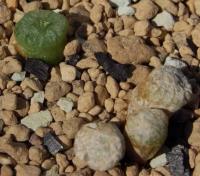 C_ectypum_ssp_ectypum_RR_1140_tischleri_2011-10-02.JPG