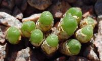 C_loeschianum_RR_1230_2010-09-15.JPG
