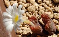 C_pellucidum_RR_1061_2009-09-12_1.JPG