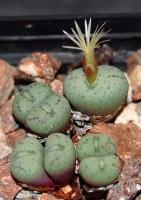 C_truncatum_ssp_viridicatum_fma_dispar_RR_1642_2010-10-24.JPG