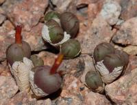 C_uviforme_ssp_subincanum_RR_622_2010-10-20.JPG