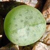 C_violaciflorum_RR_1108_2010-10-20.JPG