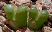 C_concordans_SH_2067_2011-09-01.JPG