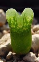C_devium_ssp_stiriiferum_SH_437_2010-09-04_3.JPG