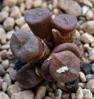 C_irmae_SH_2318_2011-09-04.JPG