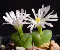 C_limpidum_SH_546_2010-09-09_1.JPG