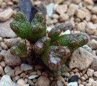 C_luckhoffii_SH_322_2011-09-04.JPG