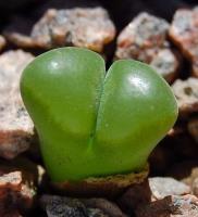 C_lydiae_SH_1348_2010-09-15.JPG