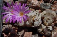 C_obscurum_ssp_sponsaliorum_SH_1437_2011-07-22_2.JPG