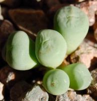 C_pageae_udabibense_2010-10-20.JPG