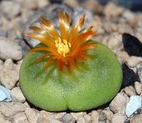 C_phoeniceum_SH_1212_fleur_2011-09-11.JPG