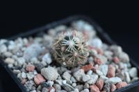 Escobaria robbinsorum SN 1082.jpg