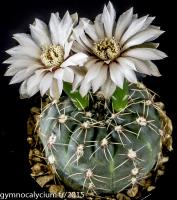 535-amerhauseri-STO 229.jpg
