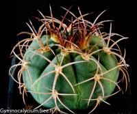 acorrugatum-STO-901.jpg