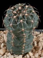amerhauserii-STO-229.jpg