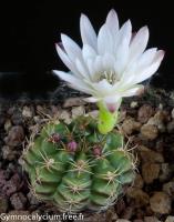 damsii-v-centrispinum-STO-981.jpg