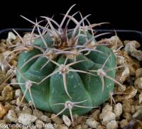 nigriareolatum-v-carmineum-STO-255.jpg