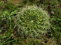 Lobivia_acanthoplegma_TB804_1.jpg
