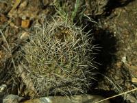 Lobivia_acanthoplegma_v_oligotricha_TB247_1.jpg