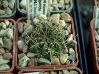Lobivia_acanthoplegma_v_oligotricha_TB250_1.jpg