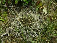 Lobivia_acchaensis_TB771_1.jpg