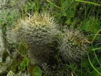 Lobivia_acchaensis_forma_TB772_1.jpg