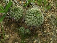 Lobivia_acchaensis_forma_TB773_1.jpg