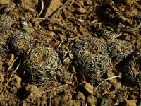Lobivia_arachnacantha_TB814_1.jpg