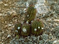 Lobivia_aurea_v_albiflora_TB640_1.jpg