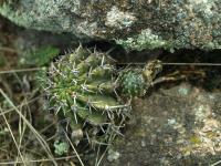 Lobivia_aurea_v_dobeana_TB654_1.jpg