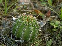 Lobivia_aurea_v_dobeana_TB655_1.jpg