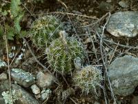 Lobivia_aurea_v_dobeana_TB656_1.jpg