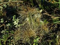 Lobivia_aurea_v_quinesensis_TB633_1.jpg