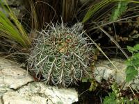 Lobivia_aurea_v_sierragrandensis_TB637_1.jpg