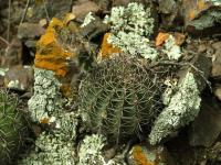 Lobivia_aurea_v_tortuosa_TB657_1.jpg