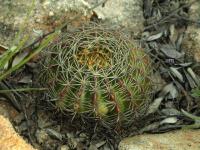 Lobivia_calorubra_v_pojoensis_TB822_1.jpg
