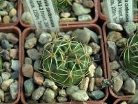 Lobivia_cardenasiana_TB204_2.jpg