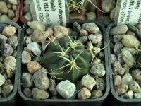 Lobivia_chrysochete_f_hystrix_TB191_1.jpg
