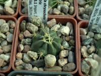 Lobivia_chrysochete_f_hystrix_TB193_1.jpg