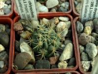 Lobivia_chrysochete_forma_TB199_1.jpg