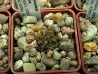 Lobivia_chrysochete_v_minutiflora_TB033_1.jpg