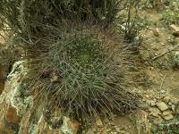 Lobivia_chrysochete_v_subtilis_TB714_1.jpg