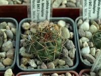 Lobivia_chrysochete_v_tenuispina_TB047_1.jpg