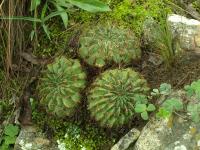 Lobivia_chrysochete_varieta_TB833_1.jpg