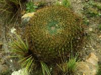 Lobivia_chrysochete_varieta_TB858_1.jpg