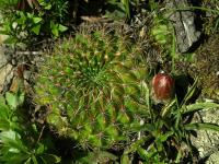 Lobivia_cinnabarina_v_draxleriana_TB816_1.jpg