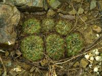 Lobivia_cinnabarina_v_draxleriana_TB819_1.jpg