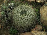 Lobivia_cinnabarina_v_walterspielii_TB142_1.jpg