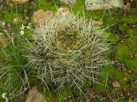 Lobivia_cinnabarina_v_walterspielii_TB857_1.jpg