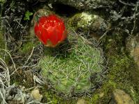 Lobivia_cinnabarina_zudanensis_TB851_1.jpg